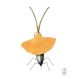 Insecte-mante-dessin-feuille-séchée-bestiaire opti